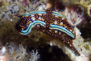 Nudibranch on the Rocks, Acapulco Mexico by Alejandro Topete 
